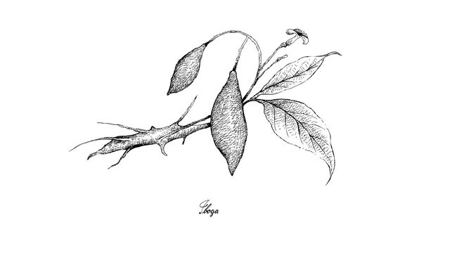 An artist's drawing of the iboga plant's flower.  