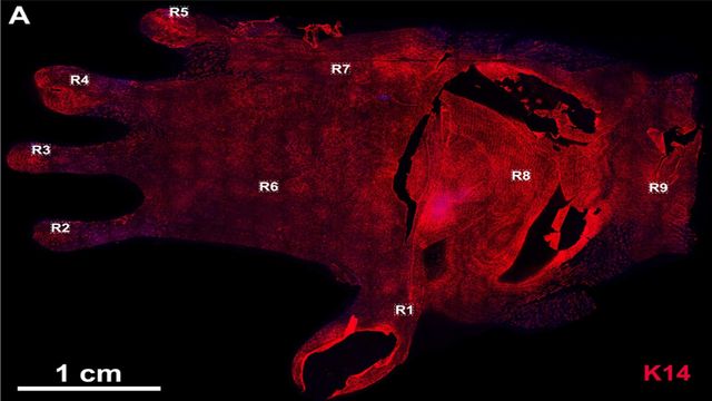 Microscopic image of engineered human skin. 