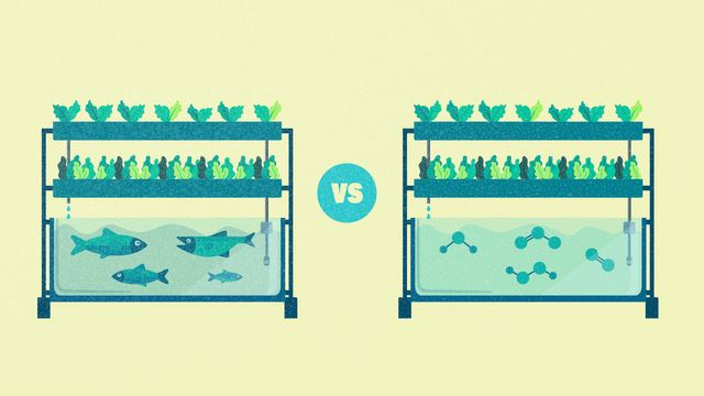 Simplified illustration of an aquaponics system versus a hydroponics system. 