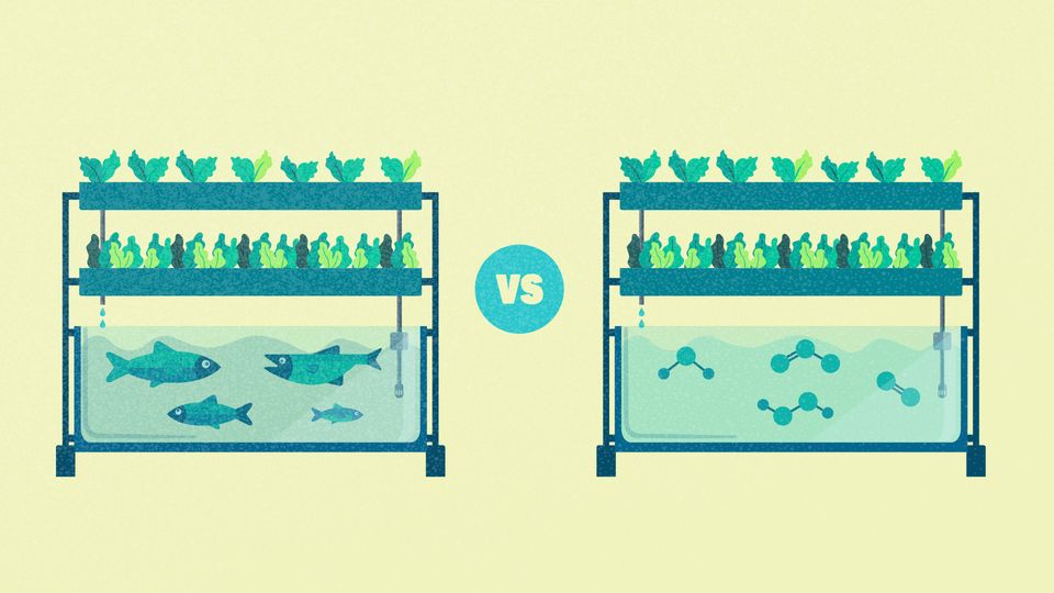 Simplified illustration of an aquaponics system versus a hydroponics system.