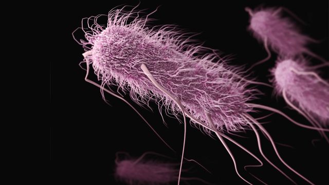 A bacteria, artificially colorized in purple. 