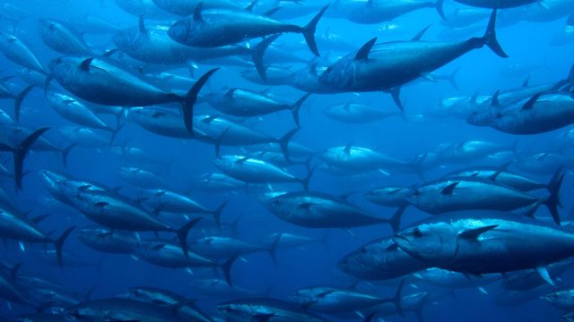 Group of bluefin tuna swimming in the ocean. 