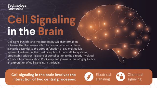 Cell Signaling in the Brain content piece image 