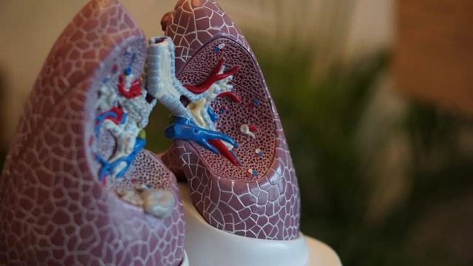 A plastic model of a pair of lungs.