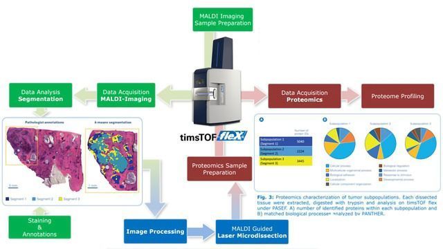 Combining Imaging and OMICs: MALDI Guided SpatialOMx® Probes Proteomic Mass Profiles of Breast Cancer Tumor Subpopulations content piece image 