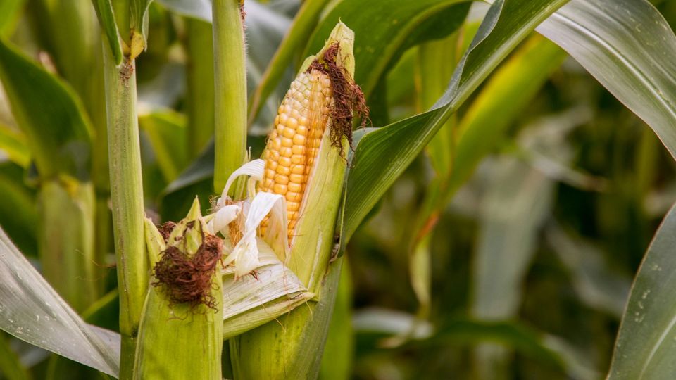 A corn plant.