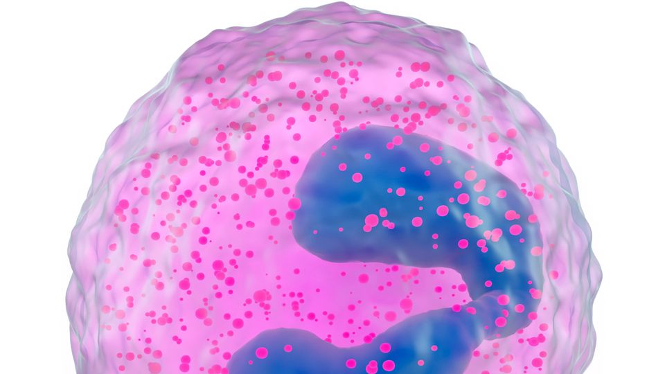 Artistic rendering of an eosinophil immune cell, showing the bi-lobed nucleus and granules.