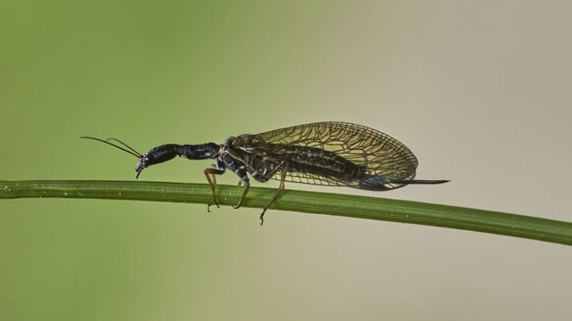 A snakefly walks along a plant stem. 