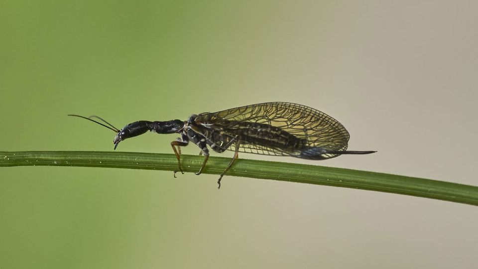 A snakefly walks along a plant stem.