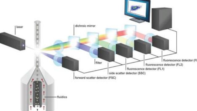 Flow Cytometry Protocols for Extracellular and Intracellular Targets content piece image 