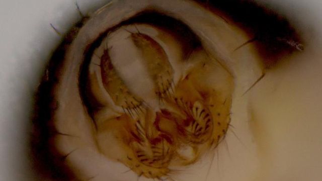 Brightfield microscopy image of Drosophila melanogaster male external genitalia. 
