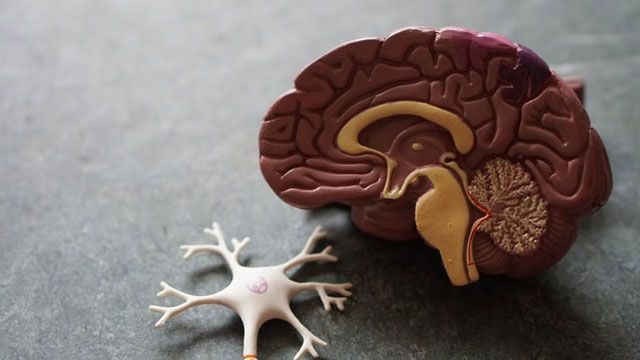 A plastic model of a brain with a brain cell next to it. 