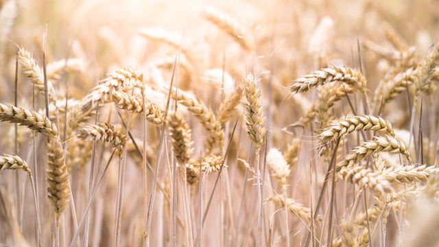 Wheat crop in the sunshine. 