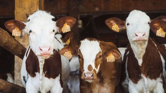 Three brown and white cows. 