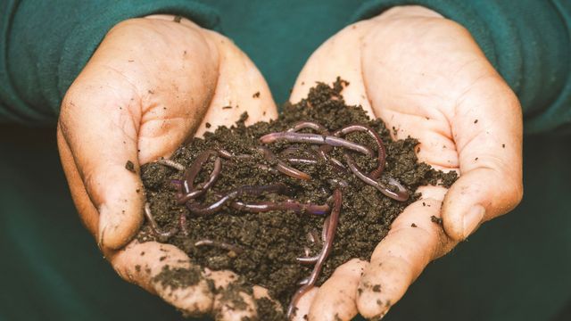 A person's hands, holding worms in earth. 