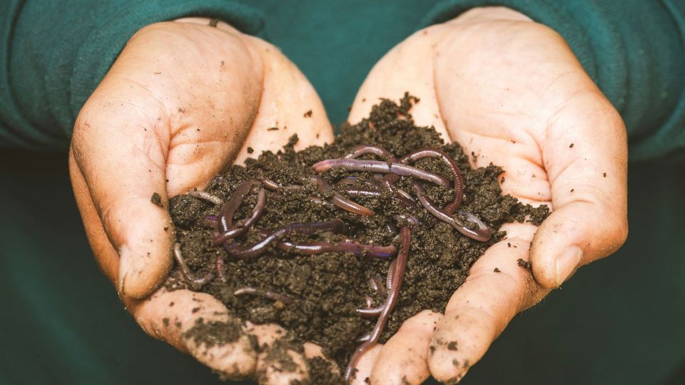 A person's hands, holding worms in earth.