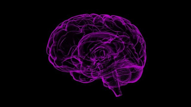 An outline of a brain in purple on a black background. 