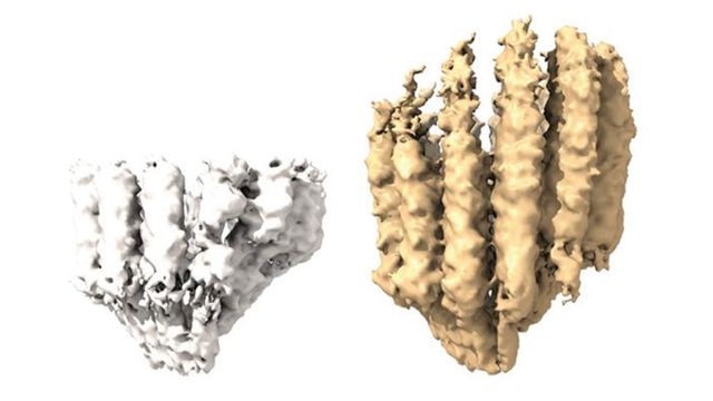 Two proteins, one white and smaller, the other yellow and large. 