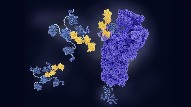 Navigating Targeted Protein Degraders 