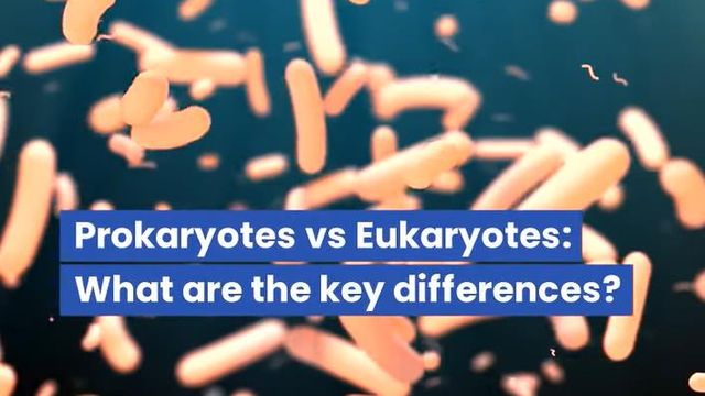 Text reading: Prokaryotes vs Eukaryotes: What are the key differences? On a background of yellow microbes. 