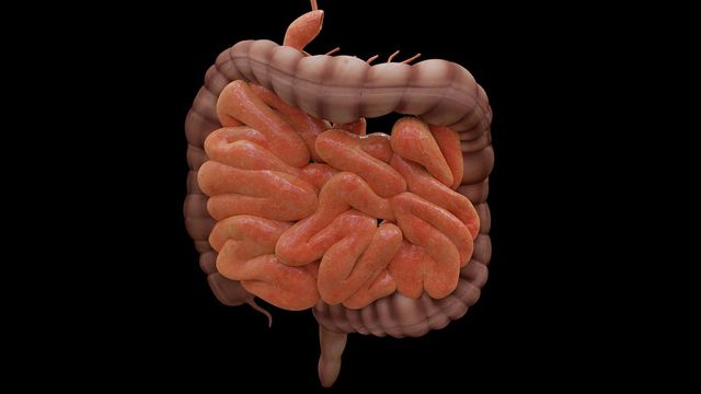 A 3D rendering of intestines. 
