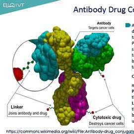 Safety Considerations for the Development of Antibody Drug Conjugates 