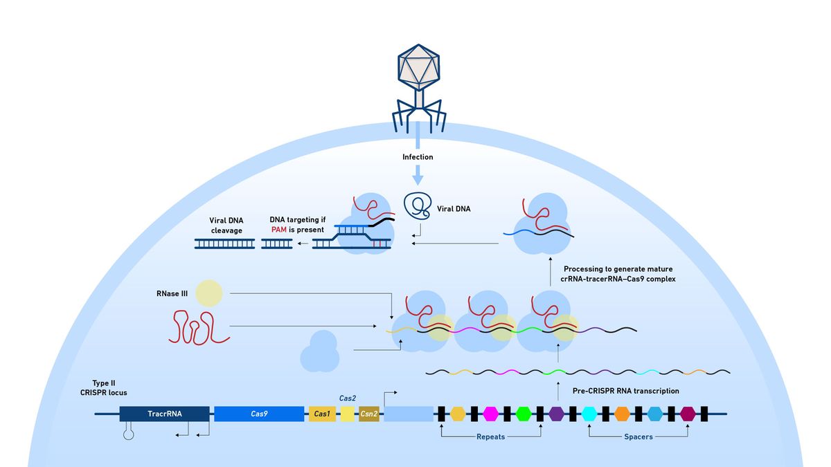 Diagram showing the mode of action of a CRISPR–Cas system. The process of locus replication, spacer cleavage and targeting of Cas9 to cleave DNA is indicated.