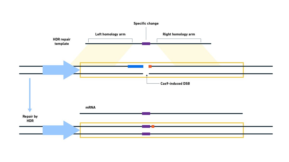Diagram showing how a change can be introduced into a genome following a Cas9 mediated DSB. Following the DSB induced by Cas9, a template containing the desired alteration is used by the cell to repair the DSB via HDR, introducing the change into the genome.