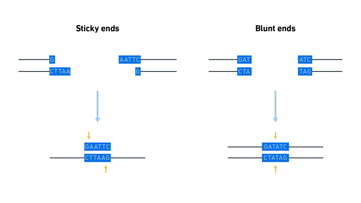 Diagram illustrating sticky (left) versus blunt (right) ends. With sticky ends, the overhanging sequences must be complimentary for ligation to be possible.