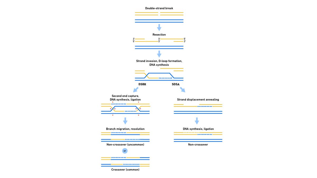 Representation of the steps of HDR in eukaryotes with crossovers and non-crossovers indicated.