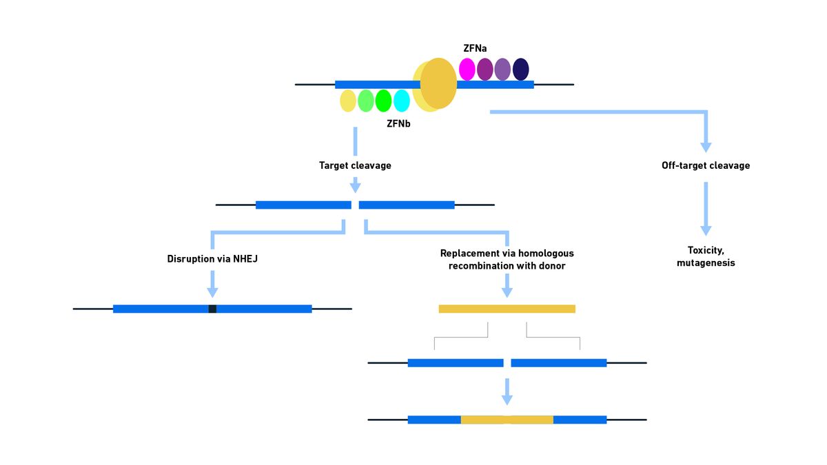 Schematic diagram showing the binding and activity of ZFNs used for genome modification. Following binding of the ZFN to the target sequence, cleavage occurs that may then be repaired by either NHEJ or HDR. Incorrect recognition of the target site may result in undesirable consequences. 
