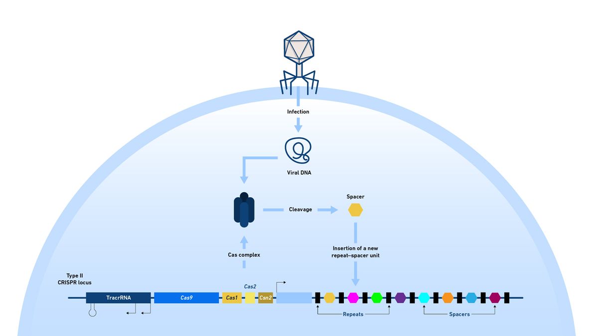 Diagram of a bacterial CRISPR locus indicating the genes included and CRISPR array. The route by which fragments of bacteriophage DNA may be added to the array is shown. The colored spacers represent all the fragments of bacteriophage genomes that the bacterium and its previous generations have encountered and cleaved.