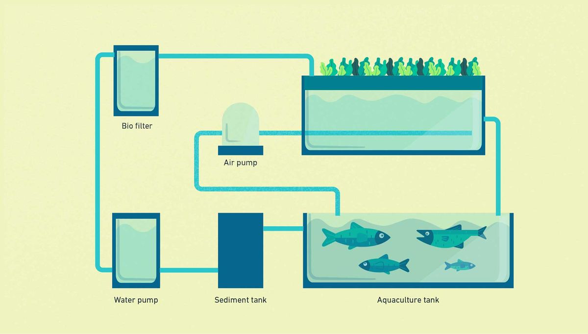 Schematic illustration of an aquaponic growing system that employs the nutrient film technique methods, with the main components indicated.