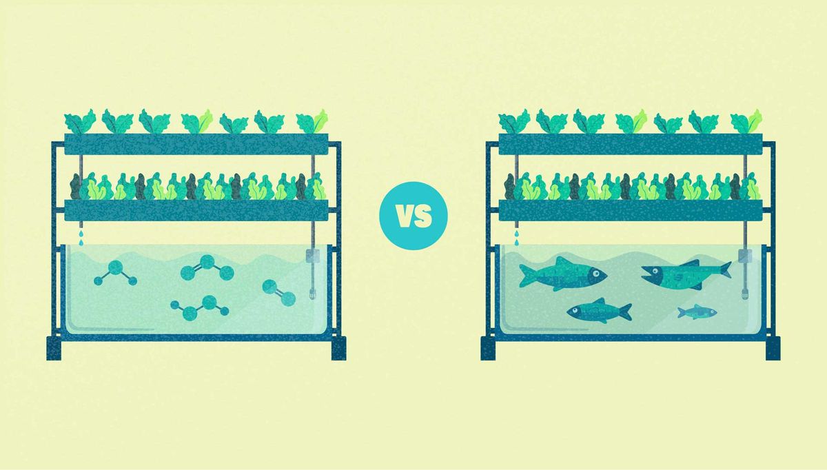 Simplified illustration of a hydroponics versus and aquaponics agricultural system.