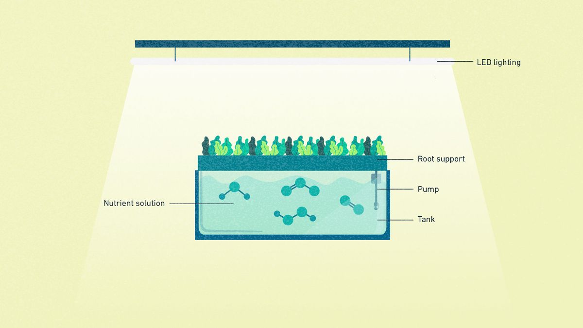 Schematic illustration of a hydroponic growing system that employs the DWC technique method, with the main components indicated.