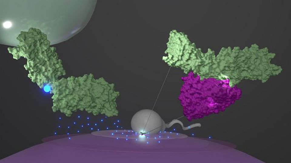 Simulated image of an egg and sperm cell at fertilization.