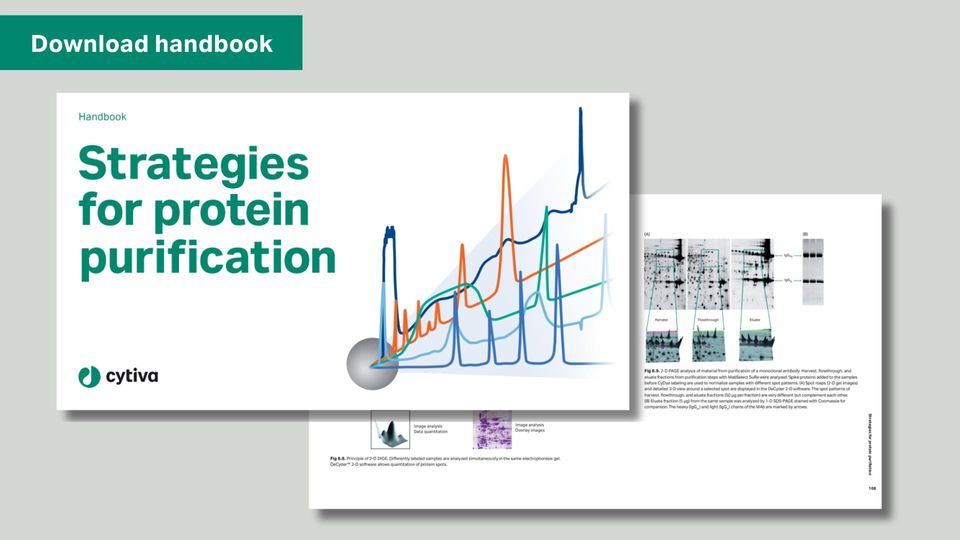 Protein Purification Strategies 