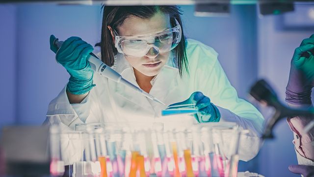 A scientist pipetting into an agar plate. 