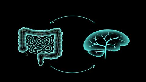 Understanding the Relationship Between Anxiety and the Gut Microbiome