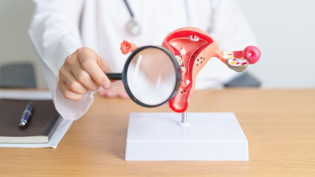 A person holding a magnifying glass to a reproductive system model. 