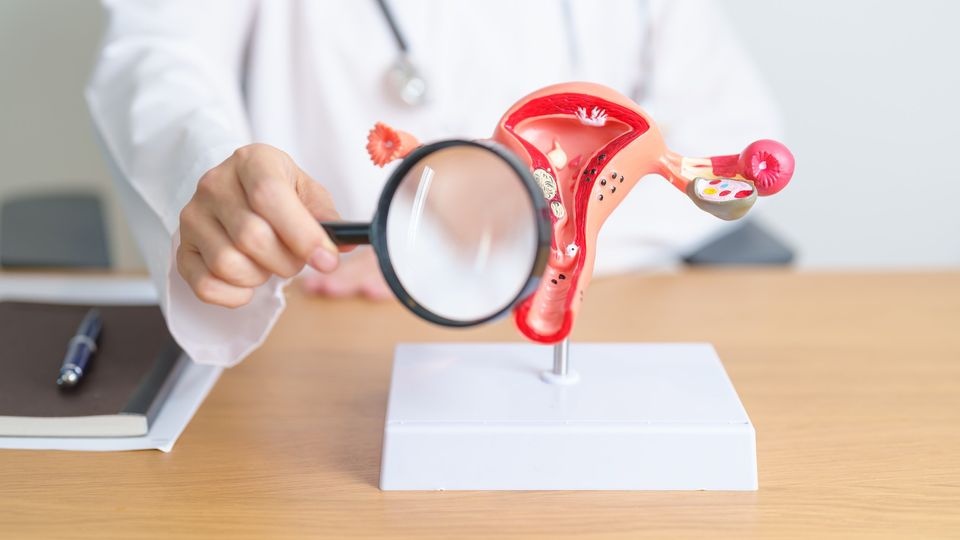 A person holding a magnifying glass to a reproductive system model.